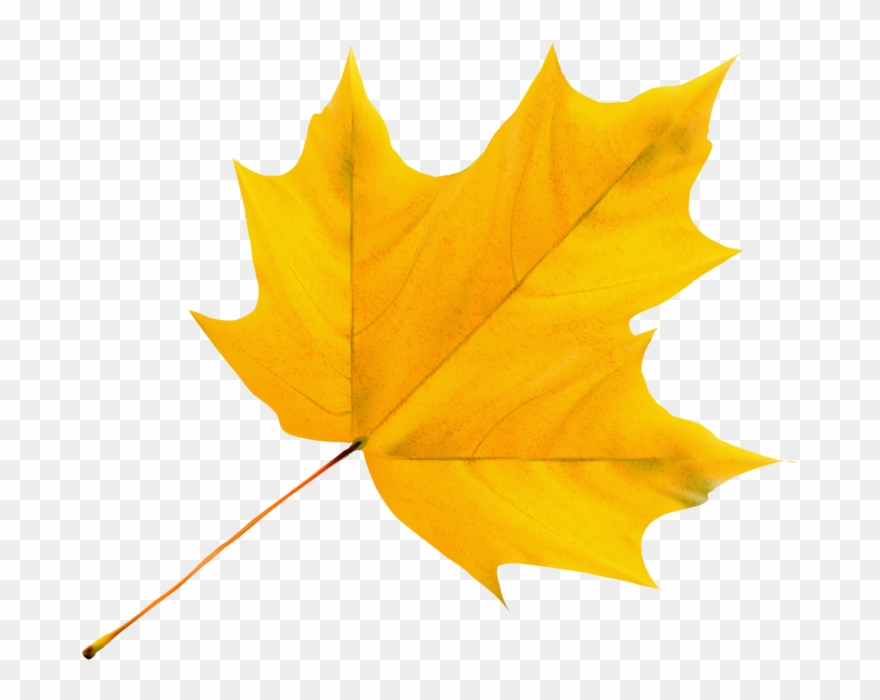Album - Yellow Leaf Clipart - Png Download