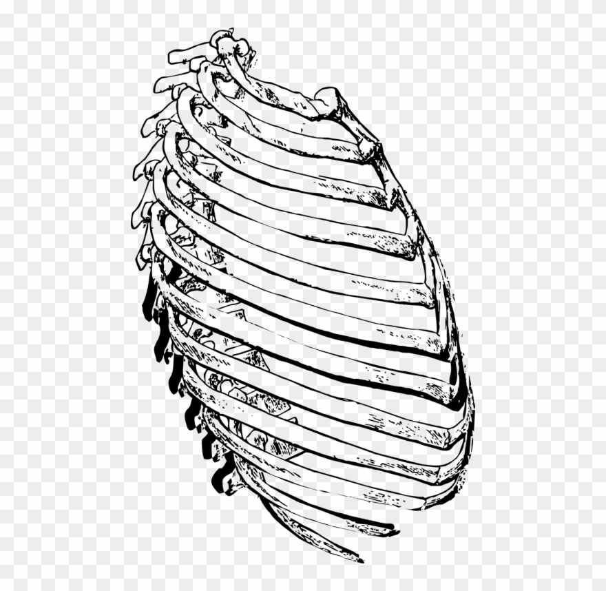 Ribs Side,rib - Rib Clipart