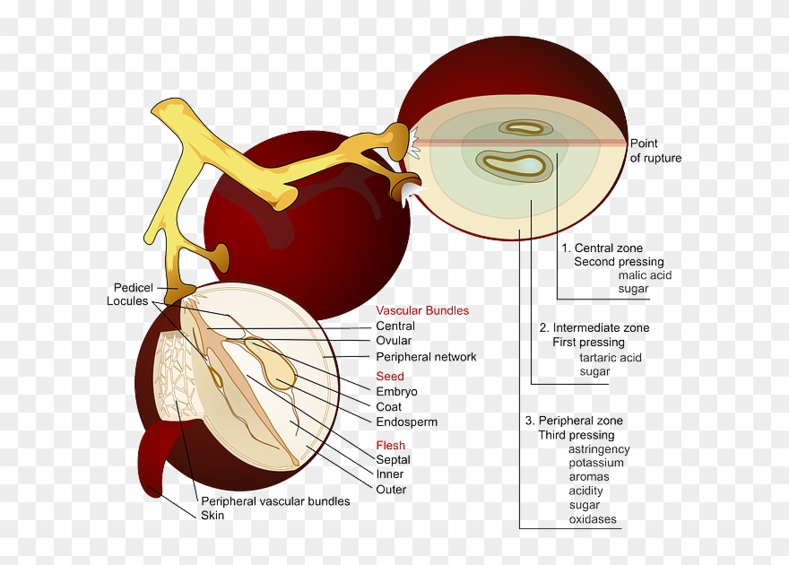 The Anatomy Of A Grape - Grape Diagram Clipart