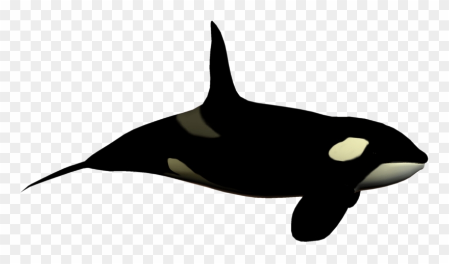 Seaworld Cliparts - Killer Whale No Background - Png Download