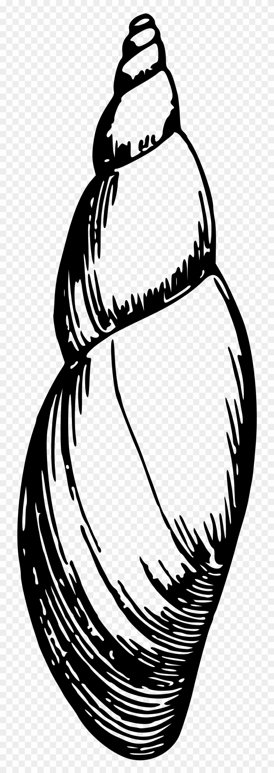 Big Image - Sea Shell 16 Clipart