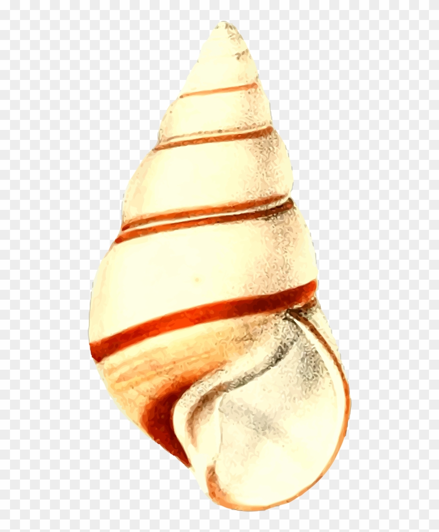 Clip Art Details - Sea Shell 28 - Png Download