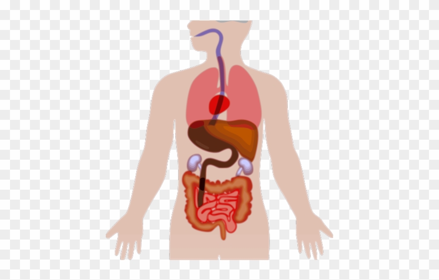 Original - Human Body Vector Png Clipart