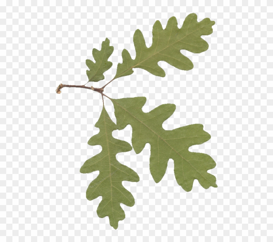 Picture Of Oak Leaves - Oak Leaves Transparent Background Clipart