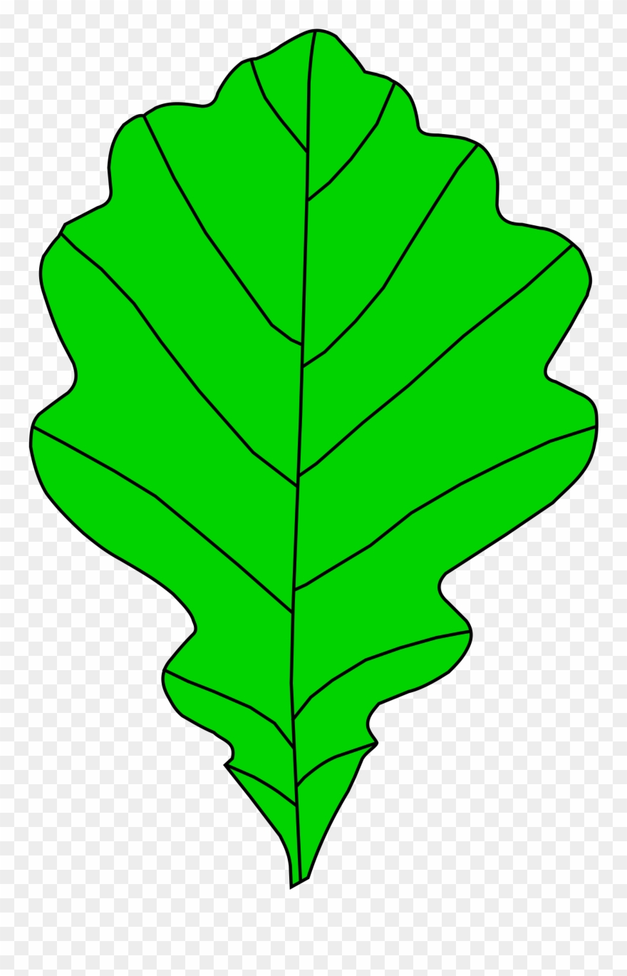 Oak Tree Graphic 29, Buy Clip Art - Png Download