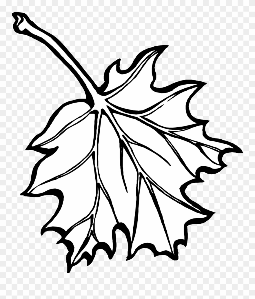 Maple - Leaves - Coloring - Pages - Fall Leaves Coloring Pages Clipart