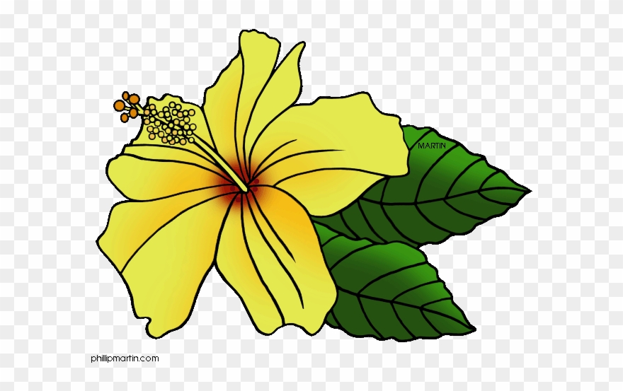 Download Hawaii State Flower Clip Art Clipart Hawaiian - Hawaii State Flower Clip Art - Png Download