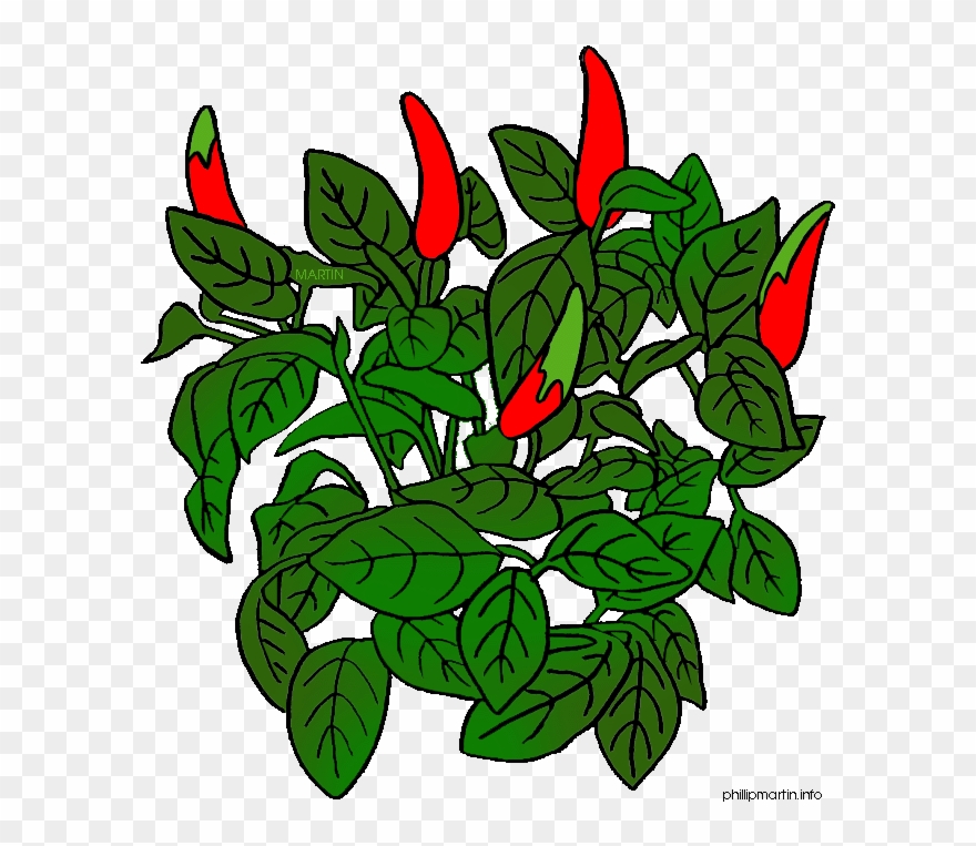 Chili Pencil And In Color - Pepper Plant Clipart - Png Download