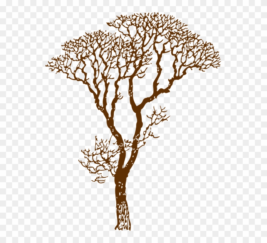 Tree Outline Image 24, Buy Clip Art - Tree Vector Brown Png Transparent Png