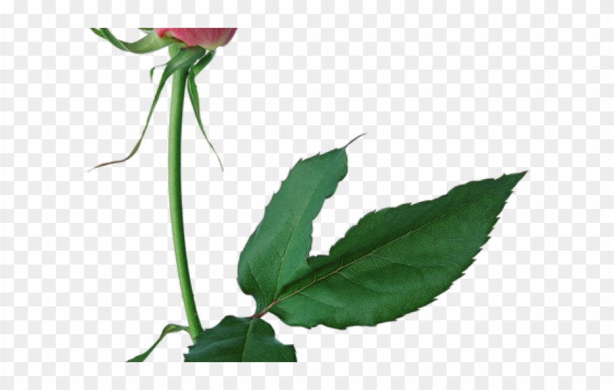 Rose Clipart Rose Bud - Lots Of Heart Anniversary Card - Png Download