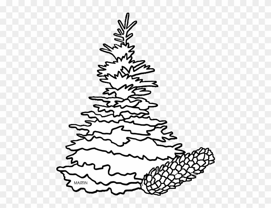 Drawn Pine Tree Black Hills Spruce - Spruce Tree Clip Art - Png Download