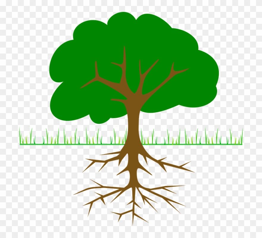 Redwood Tree Cliparts 19, Buy Clip Art - Tree Clip Art - Png Download
