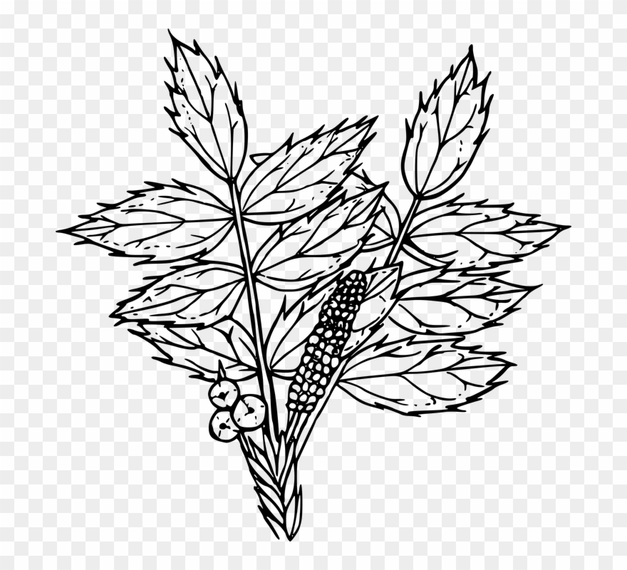 Line Drawing Of A Rose 29, Buy Clip Art - Tall Oregon Grape Drawing - Png Download