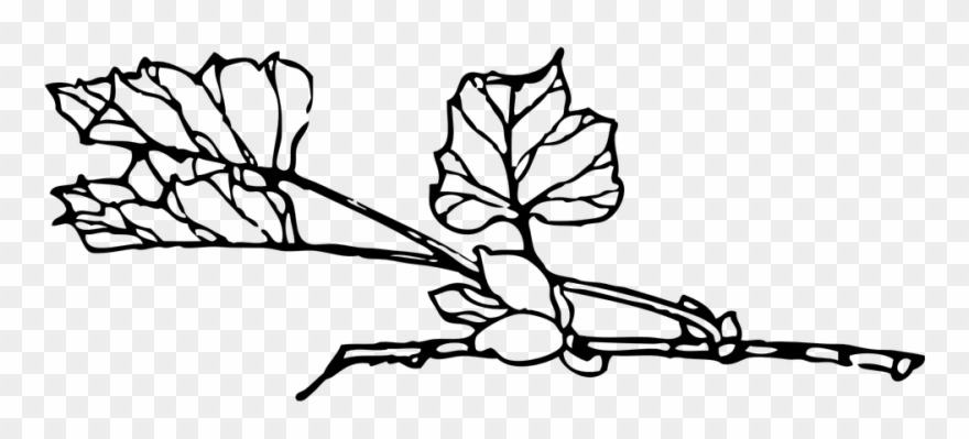 Rose Vine Drawings 20, Buy Clip Art - Plant Branch Outline - Png Download
