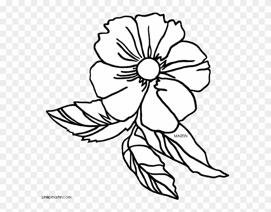 28 Collection Of Cherokee Rose Drawing - Cherokee Rose Clip Art - Png Download