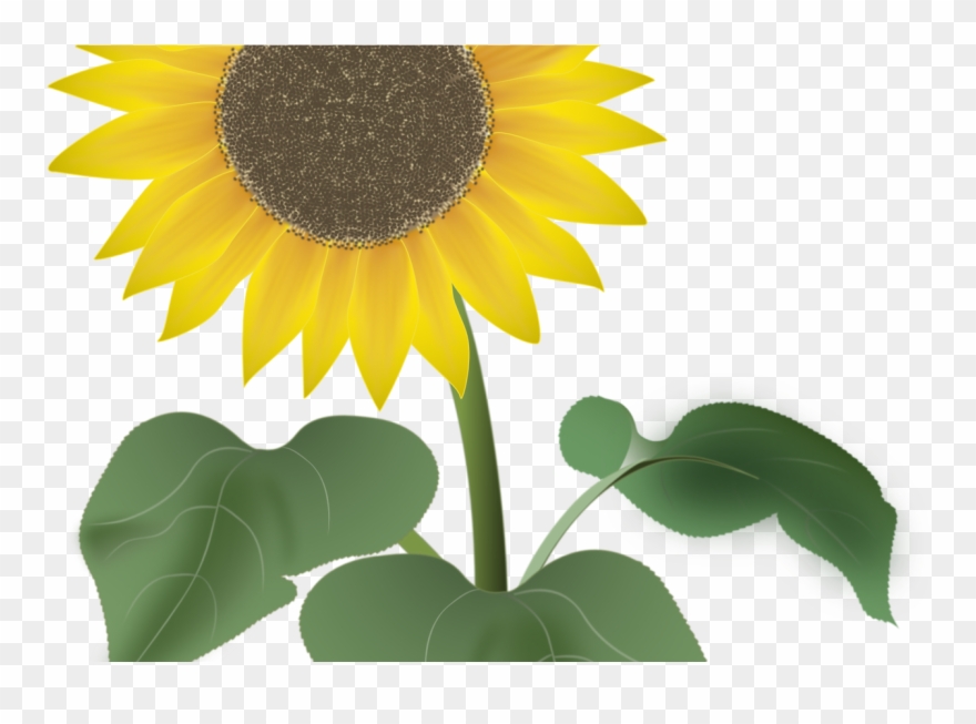 Sunflower For The Summer Vector Art By Noor - Icon Doorprize Png Clipart
