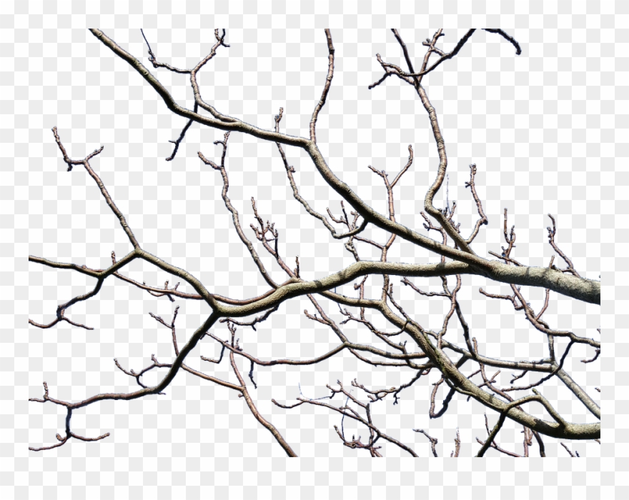 Art Pictures Of Trees 2, Buy Clip Art - Wilderness Within By John Claude Smith - Png Download