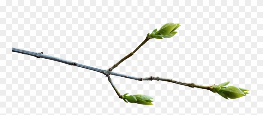 Branch Png 12, Buy Clip Art - Spring Tree Branch Png Transparent Png