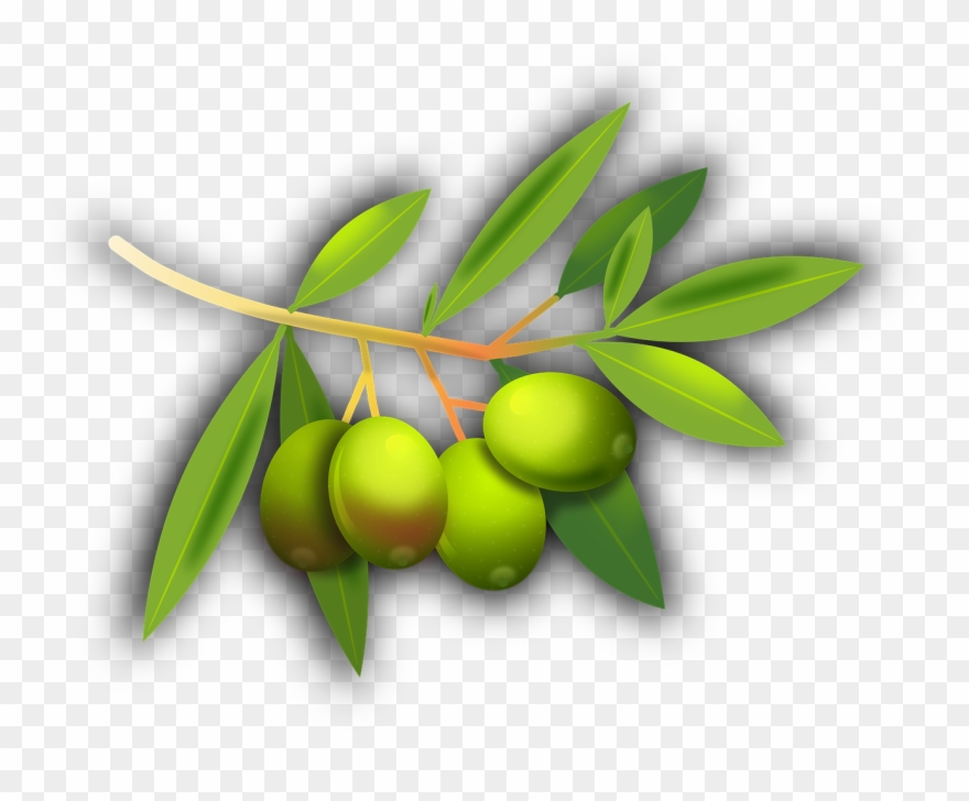 Olives Fruits Olive Tree Png Image - Olive Fairy Book: Volume 68 (golden Classics) Clipart