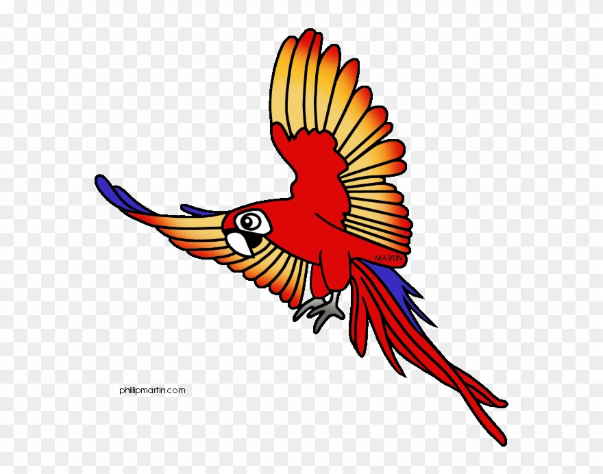 Tree Frog Clipart Rainforest Bird - Clip Art Rainforest Animals - Png Download