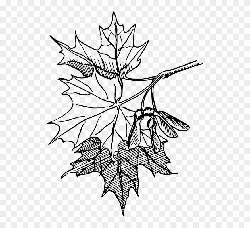 Dogwood Tree Drawing 18, Buy Clip Art - Maple Leaf Vector Line Art - Png Download