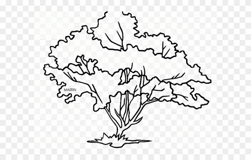 Pretty Clipart Dogwood Tree - Virginia State Tree Drawing - Png Download