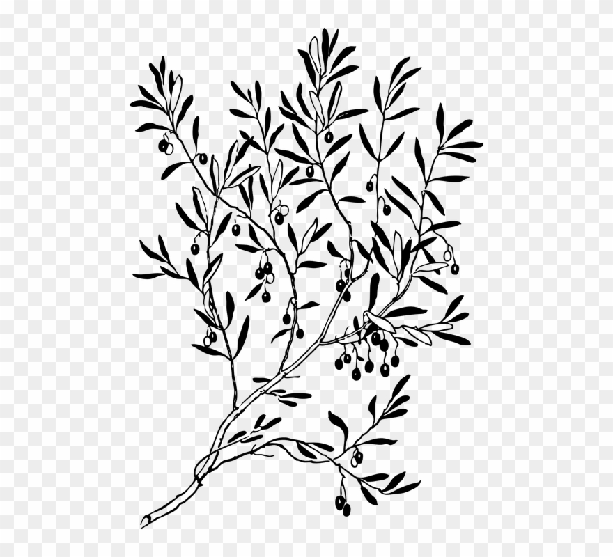 Dogwood Tree Drawing 4, Buy Clip Art - Ranting Pohon Art - Png Download