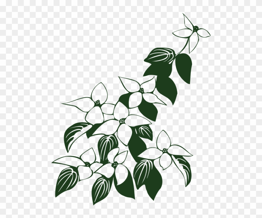 Dogwood Tree Drawing 6, Buy Clip Art - Dogwood Flower Line Drawing - Png Download