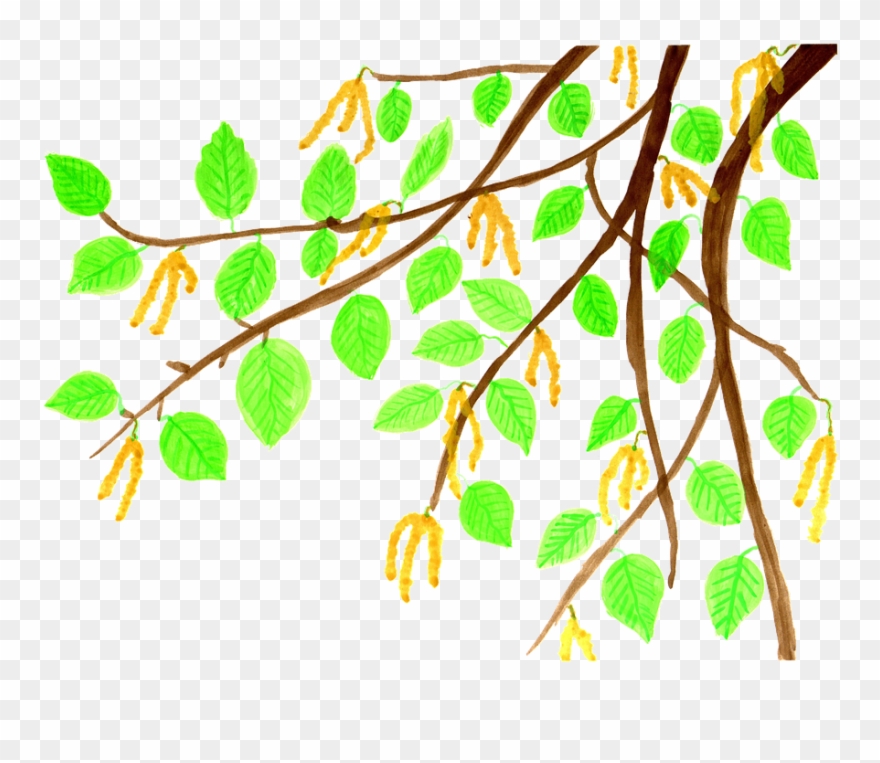 Branch Leaves Cliparts 20, Buy Clip Art - ธรรมชาติ การ์ตูน Png Transparent Png
