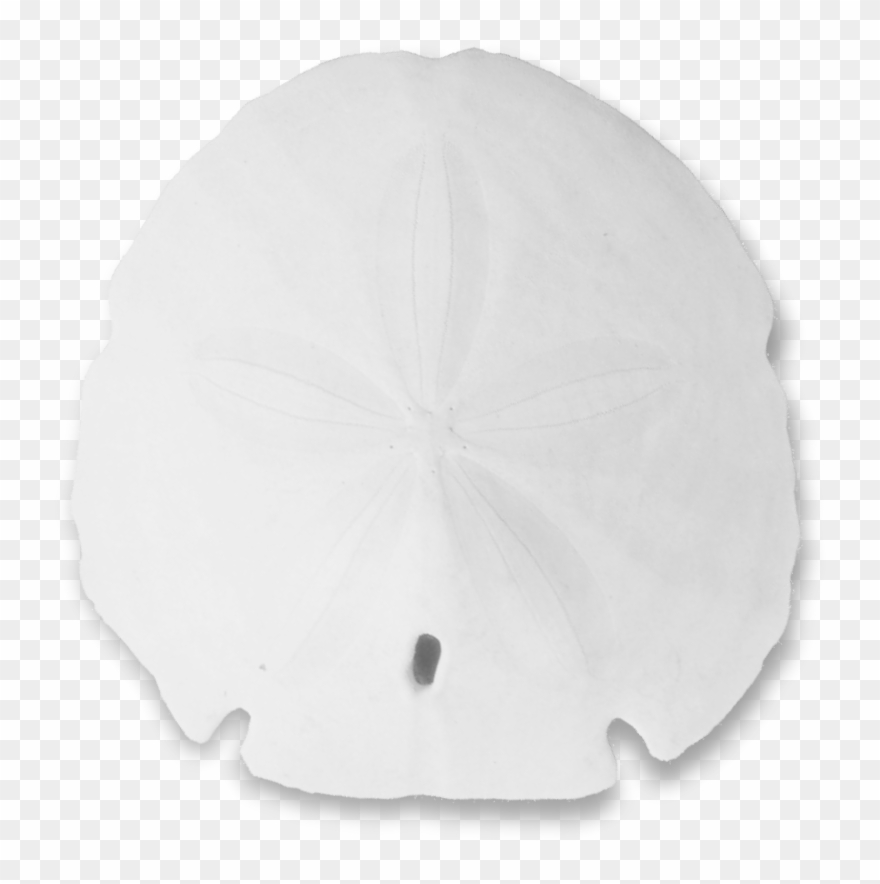 Sand Dollar Png - Seashell Clipart
