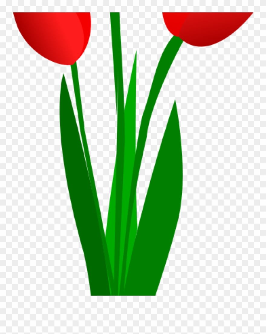 Tulip Clip Art Free Clipart Three Red Tulips Olku Plant - Clip Art - Png Download