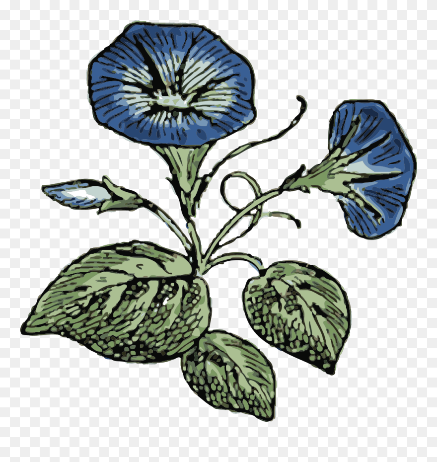 Cliparts Of A Sympathy Card Clipart - Sketches Of Morning Glories - Png Download