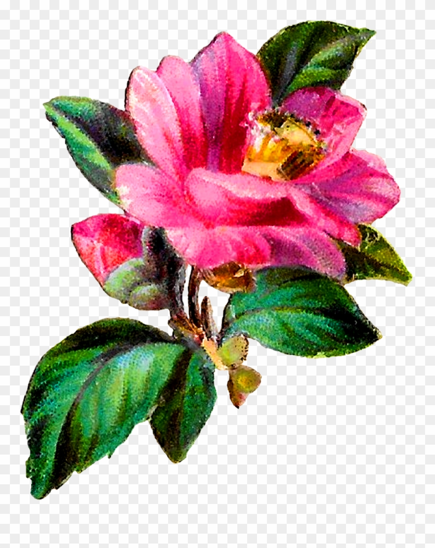Camellia Flower Botanical Art Clipart Craft Download - Antique - Png Download