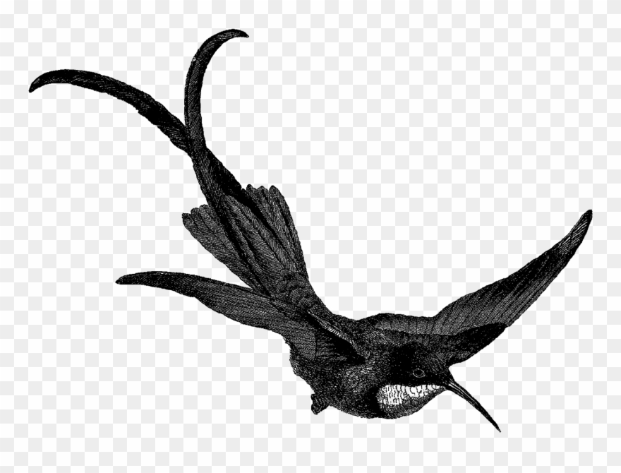 Hummingbird Bird Image Digital Download Illustration - Clip Art - Png Download
