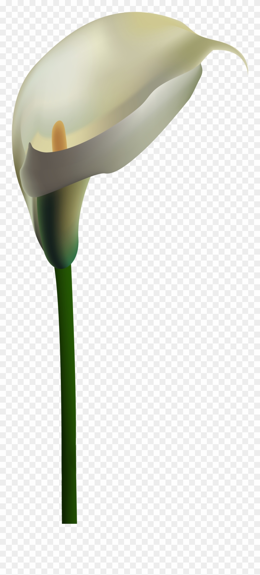 White Calla Lily Png Clipart