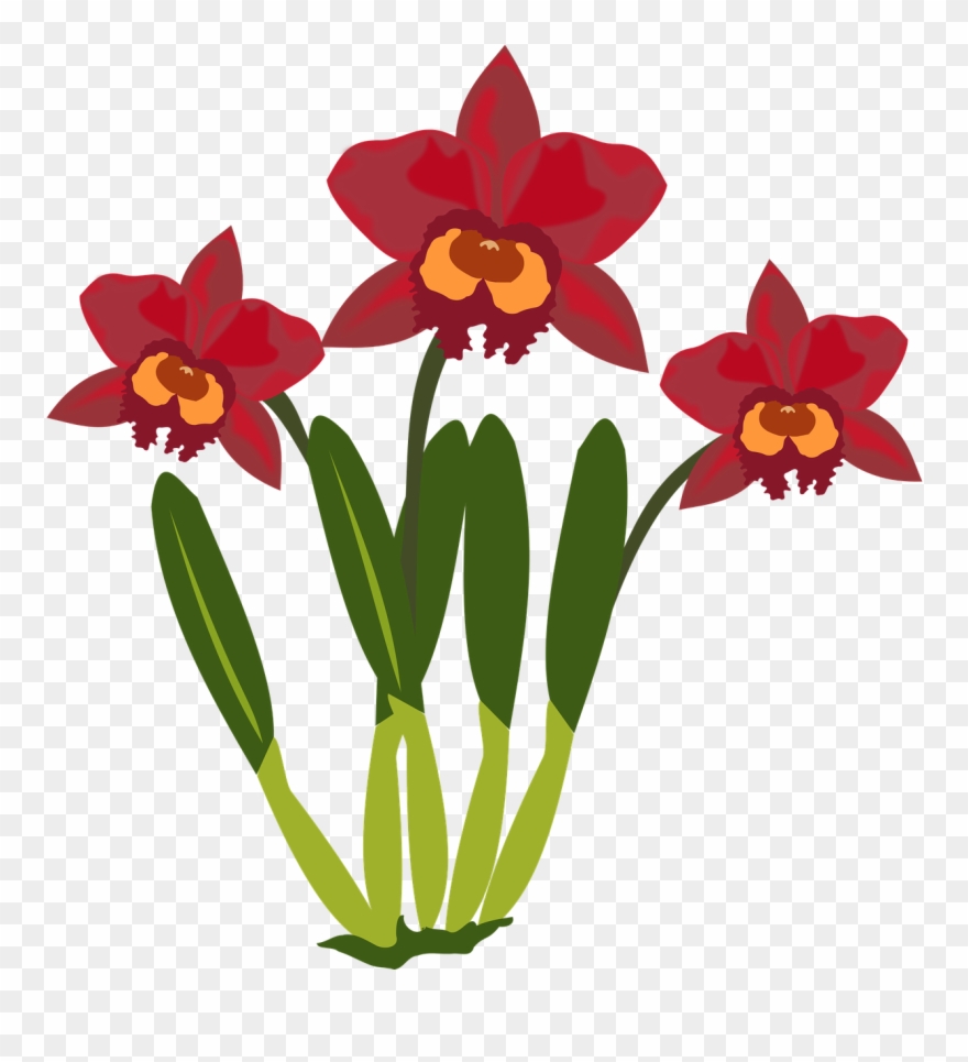 Free To Use Public Domain Orchid Flower Clip Art - Cattleya Flower Cartoon - Png Download