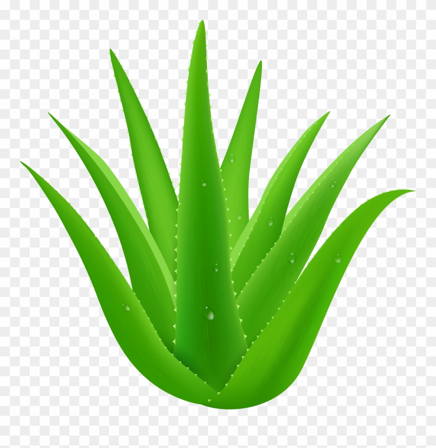 Aloe Vera Clipart - Png Download