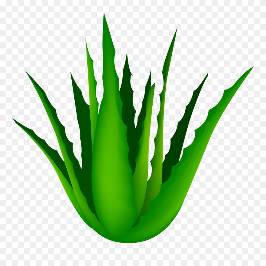 Clip Art Free Agave Vector Cartoon - Transparent Aloe Vera Png