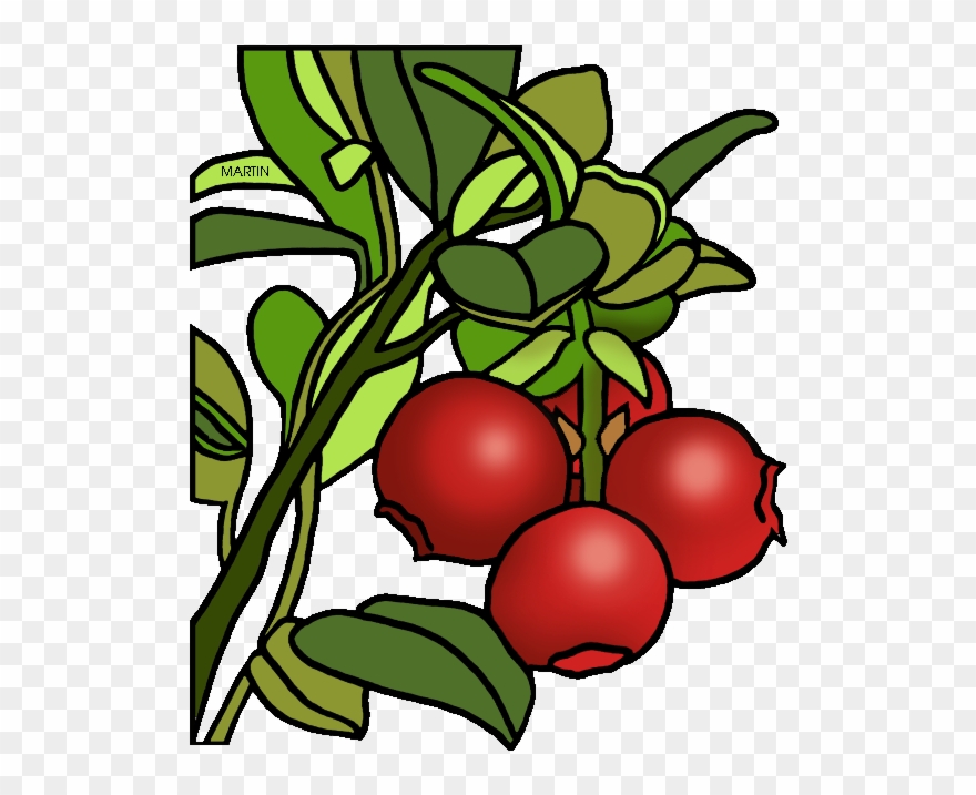 Cranberry Clip Art - Cranberry Clipart - Png Download