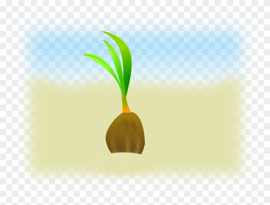 Coconut Seeds Vector Clipart Seed Clip Art - Coconut Seed Clip Art - Png Download