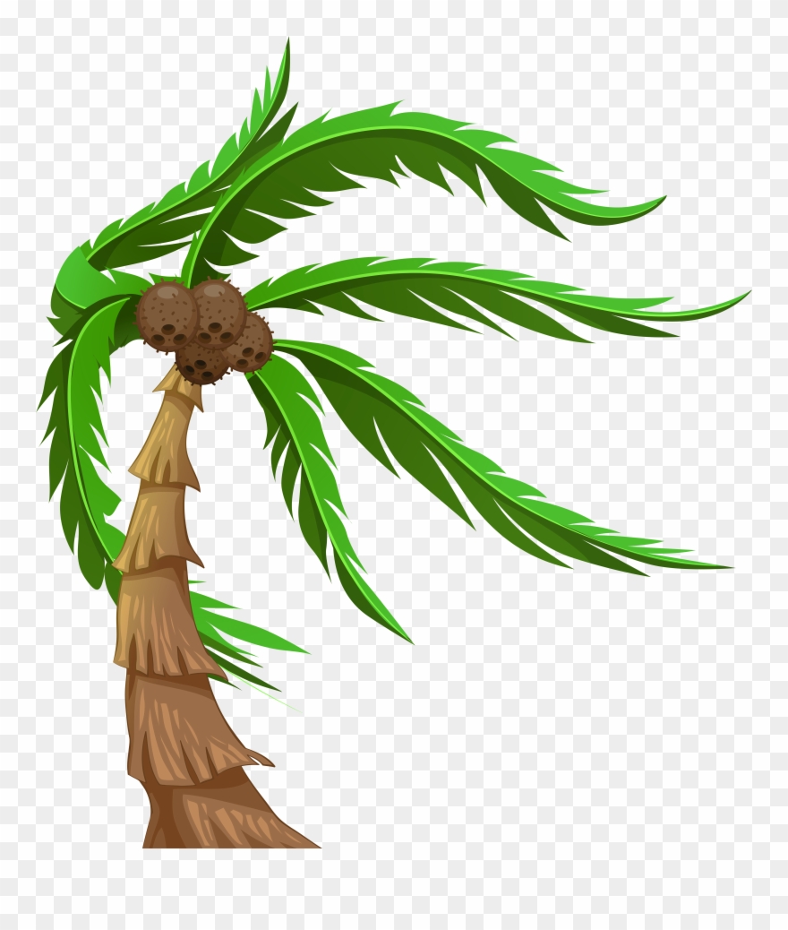 With Coconuts Transparent Png Clip Art Image - Coconut Tree Png Clipart