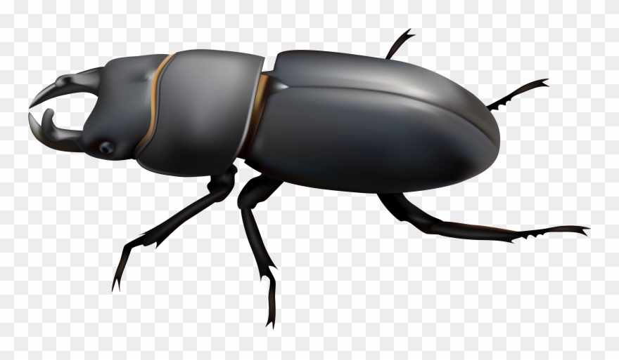 Beetle Png Clip Art - Clip Art Transparent Png
