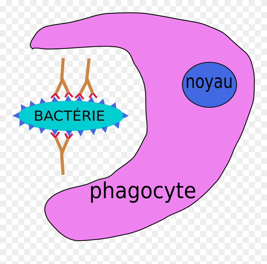 Flu Shot Clipart - Phagocytose Png Transparent Png