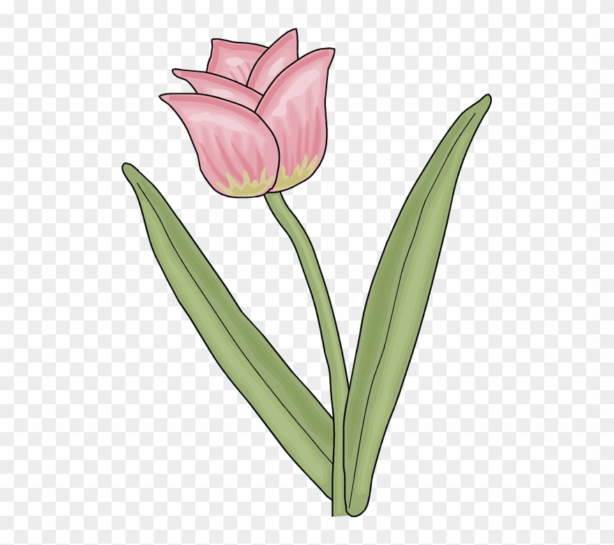 Tulip - Classroom Clipart