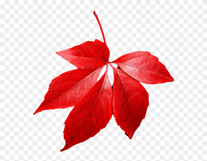 Maple Red Leaf Clip Art - Red Leaves Transparent Background - Png Download