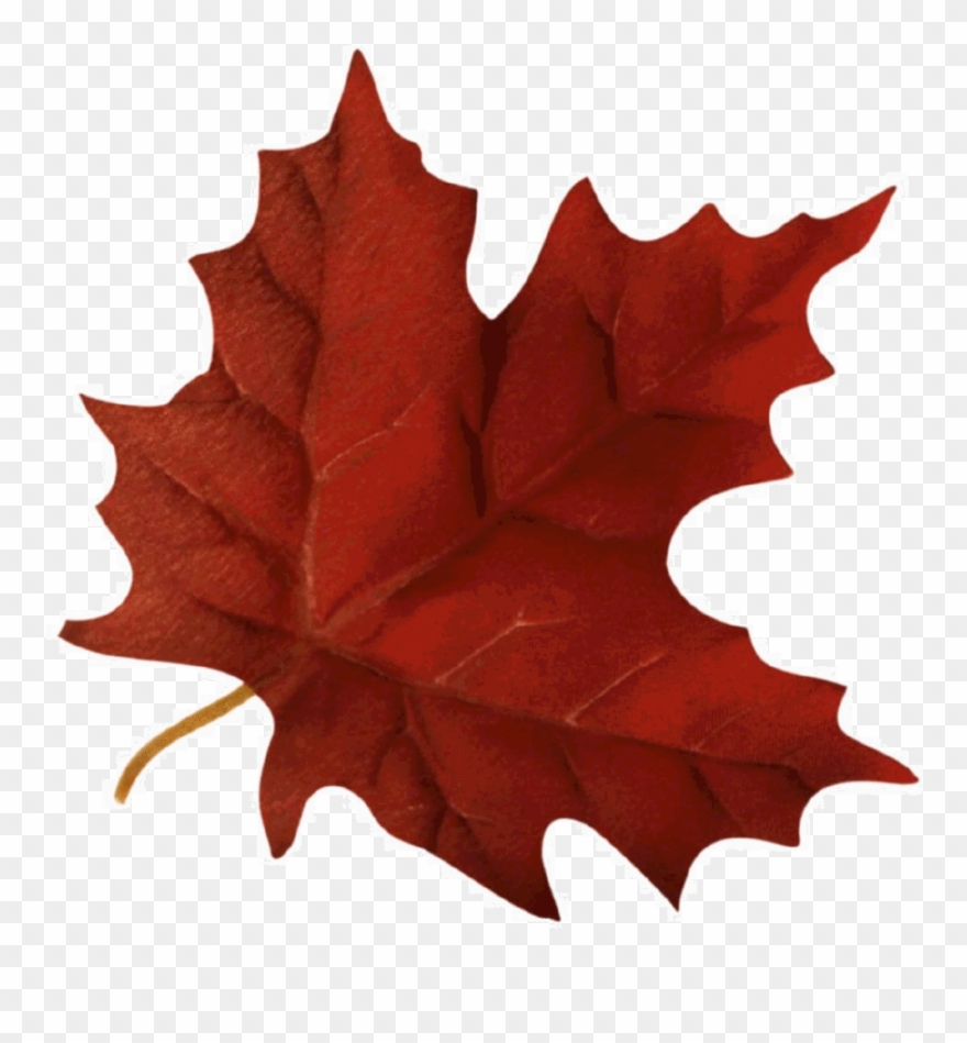 Maple Leaf Clipart Maple Leaf Autumn - Fall Leaf Gif Transparent - Png Download