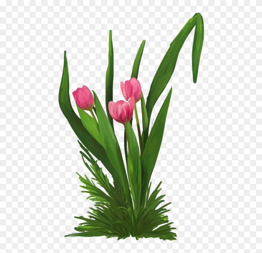 Tulip Clipart