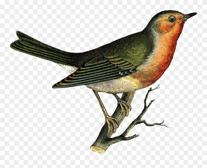 Bane Cliparts - Vintage Bird - Png Download