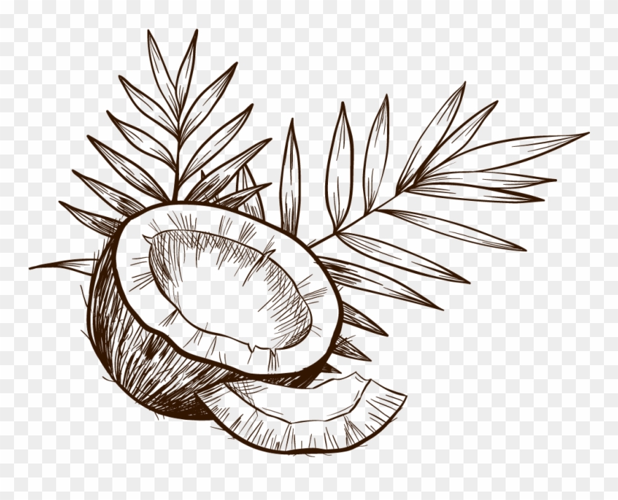 Best Oil Beauty Tips For Healthy - Coconut Sketch Clipart
