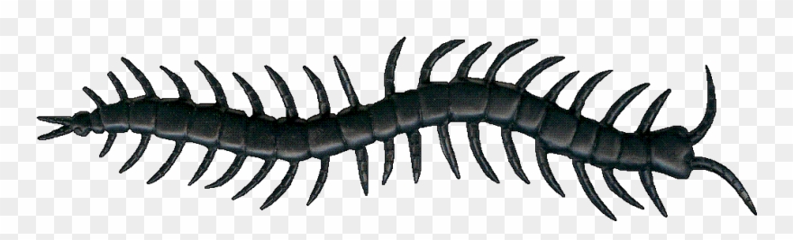 Terror Terrace Art Creepy - Clipart Images Of Centipede - Png Download